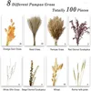 Dekorativa blommor 100st Nature Torked Pampas Grass Bonquet Fall Decorations For Vase Flower Arrangement Boho Wedding Home Decor