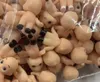 Puppen 50 teile / los Japanische berühmte Cartoon Babypuppe 3 cm schöne PVC Kewpie Engel Kinderspielzeug Sammlung Geburtstagsgeschenk Heimtextilien 230614