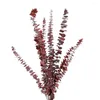 장식용 꽃 10/20pcs 큰 말린 유칼립투스 잎 독특한 냄새 시들음 westant vase wedding bouquex stem