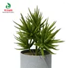 Fiori decorativi Piante succulente simulate Bonsai Sedum sediforme Senza vaso di fiori Fiore artificiale naturale Ortensia Cactus