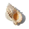 Objetos decorativos Estatuetas 20-21CM Natural Tutufa Rubeta Conch Shells Coral Sea Snail Fish Tank Enfeite para Casa Festival de Casamento Decoração de Festa 230615