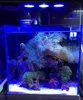 水族館照明スペクトルナノ029水槽照明30Wサンゴ礁のタッチコントロール付き30W塩水照明230617