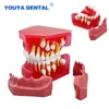 Altro Modello di denti dentali per l'igiene orale Bambini Denti permanenti primari Denti decidui alternati in resina Modello per studiare Insegnamento Comunicazione 230617