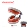 Altro Igiene orale Denti Modello Pratica di addestramento Mascella Typodont Odontoiatria Studente Studio dentistico Modello didattico Modello standard con dente rimovibile 230617