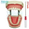 Andere Mundhygiene Dental Simulation Kopfmodell Zahnheilkunde Zahnmodell Phantomzahnheilkunde Eendodontie Harzzähne Lehrzubehör Weiches Zahnfleisch 230617