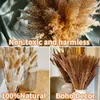 Decorative Flowers 110PCS Dried Pampas Grass Boho Decor Natural Fluffy For Home Bathroom