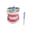 Other Oral Hygiene Dental Teaching Model Training Typodont Teeth Model Technician Gum Teeth Jaw Models With Removable Tooth Demonstration Studying 230617