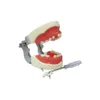 Altro Igiene orale Denti Modello Pratica di addestramento Mascella Typodont Odontoiatria Studente Studio dentistico Modello didattico Modello standard con dente rimovibile 230617