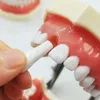 Andere Mundhygiene Dental Simulation Kopfmodell Zahnheilkunde Zahnmodell Phantomzahnheilkunde Eendodontie Harzzähne Lehrzubehör Weiches Zahnfleisch 230617