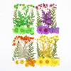 Dekorativa blommor 10 Pack präglade riktiga blommor pressade material Kronblad ansiktsmakeup diy dekoration