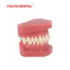 Inny model zębów dentystycznych higieny jamy ustnej do nauczania edukacji dydaktycznej normalny model dorosłych zębów stomatologia doustna produkty dentystyczne Wysoka jakość 230617