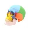 Altro Igiene orale Standard Colore umano Cranio Dente Modello Scheletro Testa Studio Insegnamento Anatomia Simulazione Forniture Anatomico Decorativo 230617