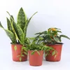 Planters POTS 50/20st Plastic Flower Pot Cultivate Plantes Flowerpots Nursery Root Growing Box Container Plant Home Garden Supplies R230620