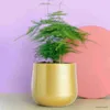 metal rounded plant pot