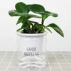 Planters krukor Självvattande blomkruka Automatisk vattenabsorption Succulent Aquaculture Transparent Round Plastic Hydroponic Flowerpot R230620