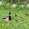 Garden Decorations Duck Statue Creative Acrylic Shape Sculpture Yard Art Multipurpose Outdoor Decoration Prydnadsverktyg