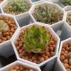 プランターポットミニマリストの肉質植物鉢植えの耐久性のある厚い庭のポット小さな花柄プランターホワイトフラワーポット八角形の多角形のR230621