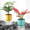 Plantenbakken Potten Eenvoud Transparante Macaron Kleur Rechte Potplanten Automatische Wateropname Bloempot Hars R230620