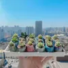 Çiziciler Mini saksı Seramik Nefes alabilen Başparmak Çiçekler Pot Lithops Eenkli Flowerpot Ev Bahçesi Mini Bonsai saksı Dikimi