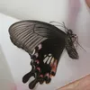 Decorative Objects Figurines 10PCS Real Butterfly Specimens without Spreading Wings DIY Practice Making Materials 230621