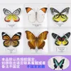 Decorative Objects Figurines Butterfly specimen display Real butterfly insect specimen display wings Student creative birthday gift Transparent box 230621