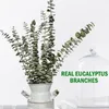 Fleurs décoratives branches d'eucalyptus séchées réel 12 pièces tiges naturelles plante en direct intérieur pour douche mariage