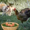 Decorative Flowers 3pcs Chicken Cage Cushions Mats Nesting Box Artificial Grass