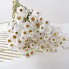 Fiori decorativi 1 mazzo naturale essiccato conservato Rudan Bird Bouquet Mariage regalo per matrimonio Home Decoracion Flores Secas Puntelli P