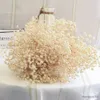 Suszone kwiaty naturalne zachowane gipsophila Baby's Baby Flower DIY DIY Wedding Buquet Photo Photo Dekoracja Dekoracja pokoju