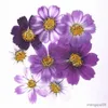 Suszone kwiaty 50pcs 4-7 cm Purple Cosmos Bipinnata Flower for Pocztówki Biżuteria Zakładka