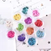 Dried Flowers 20pcs/about 1cm Nature Pressed petals mini chrysanthemum flower DIY Nail Art Gel Manicure Stickers Flores Facial Decor