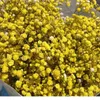 Dekorativa blommor 100Gnatural Fresh Torked Bevarad gipsophila paniculata Eternal Breath Buquets påskdekoration 2023 Artificial Flower