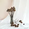 Torkade blommor 4st naturliga växter mini tallkon nötter ekollon frukt för diy hem bröllop arrangemang dekoration julgran dekor