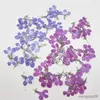 Kurutulmuş Çiçekler 60 PCS Prested Erinus Çiçek Fabrikası Mücevher Kartpostal Davetiyesi için Herbaryum