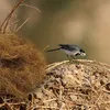 Vogelkäfige, Kokosfaser-Vogelhaus, natürliches Nistmaterial für Vögel, Tauben, Kanarienvögel, Finken, Wellensittiche, Sittiche, Vogelkäfig-Dekoration, 230625