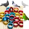 50 pezzi di anelli per clip per pappagalli multicolori per uccelli, fasce per clip su anelli per gambe per piccioni, strumenti per anelli per piedi, pulcini, bantam, quaglie, piccioni