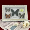 Decorative Objects Figurines Real Framed Assorted Butterflies Beautiful Butterfly Wall Decor Unique Taxidermy Collectables Entomology Specimen 230625