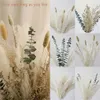 Getrocknete Blumen 50pcs Natural Driy Dekoration Pampa Grasstrauß für Mariage Hochzeiten Schlafzimmer Geburtstage Partydekoration