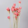 Fleurs séchées 10 pièces Bouquet de fleurs naturelles vraies plantes pour la maison décoration de fête de mariage photos accessoires bricolage tête cadeaux