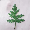 Dried Flowers 60pcs Pressed Dyed Wormwood Leaf Leaves Plants Herbarium For Jewelry Postcard Invitation Card Phone Case Bookmark DIY
