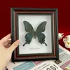 Decorative Objects Figurines Real Framed Assorted Butterflies Beautiful Butterfly Wall Decor Unique Taxidermy Collectables Entomology Specimen 230625