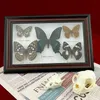 Decorative Objects Figurines Real Framed Assorted Butterflies Beautiful Butterfly Wall Decor Unique Taxidermy Collectables Entomology Specimen 230625