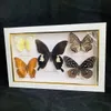 Obiekty dekoracyjne figurki Piękne próbki motyla Malarstwo dekoracyjne Kolekcja Butterfly PO Ramie dekoracja dekoracja ślubna dom 230625