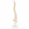 Autres fournitures scolaires de bureau 45CM colonne vertébrale humaine avec modèle pelvien anatomie anatomique colonne vertébrale modelStand Fexible 230627
