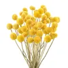 Искусственная цветочная зелень Натуральные сухоцветы Craspedia Billy Balls Flowers Billy Buttons Цветочный букет для цветочных композиций Wedding Home Party Deco 230627