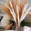 Suszone kwiaty 36-75pcs naturalny dekoration trawiaste bukiet domowy domek phragmites na wesele