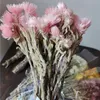 Vegetazione floreale finta 50 g / 30 ~ 40 cm Bouquet di fiori di roccia essiccati naturali reali Rose Eternelles Disposizione floreale margherita secca per la decorazione di nozze Casa 230627