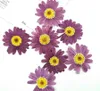 Dekoratif Çiçekler Çelenkler 120 adet Preslenmiş Kurutulmuş Karışık Pericallis Hybrida Çiçek Bitkileri Herbaryum Epoksi Reçine Takı Yapımı Yüz Makyaj Nail Art Craft 230626