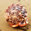 Dekorativa föremål Figurer 12-17 cm Natural Orange Sea Shells Snail Bull's-Mouth Helmet Conch Home Decor Beach Decorations Collectibles Aquarium Landscape 230626