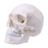 Andra kontorsskolatillförsel Props Model Life Size Human Skull Model Anatomical Anatomy Teaching Skeleton Head Studying 230627